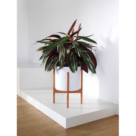 MDF witte sokkels | plantenzuilen | zuilen wit MDF zijdeglans