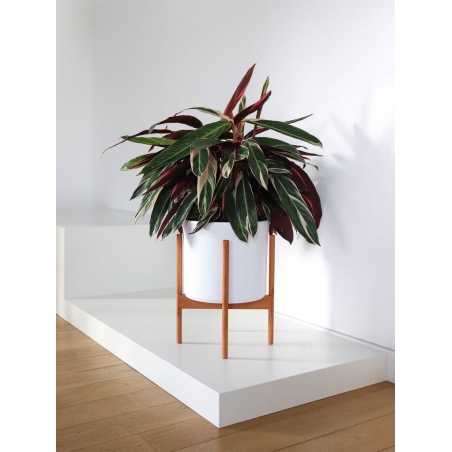 Etalage sokkel zwart mat, 60 x 60 x 10 cm (lxbxh)