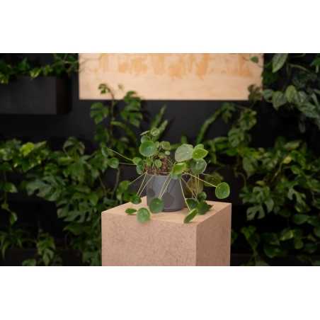 Eco sokkel